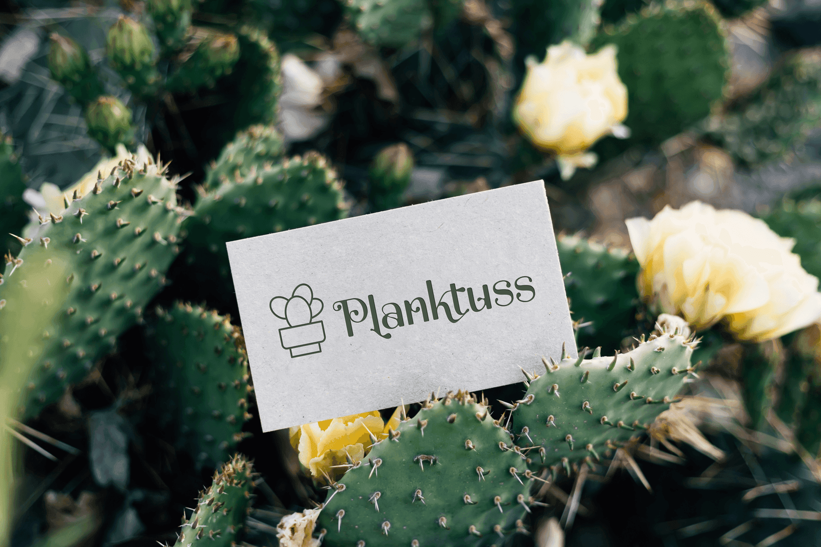 planktuss